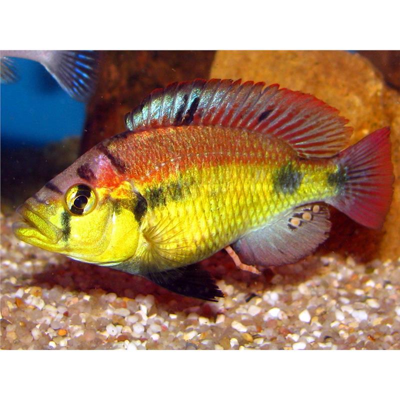 Haplochromis yellow belly - imagine 5